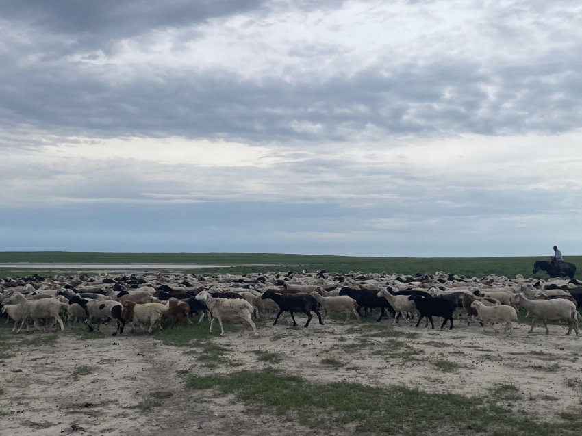 Проект «Семейная ферма. Забайкалье (отара)»: прирост овец достиг 63,8% за четыре года